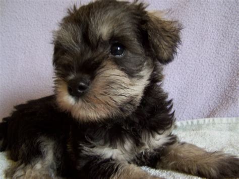With their breeder, waiting for you! Stunning Miniature Schnauzer puppies for sale | Bradford ...