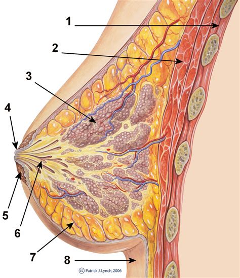 Muscles in the female chest area. Breast development - Wikiwand