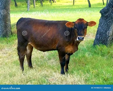 Small Brown Calf Stock Image Image Of Area Looking 74190573