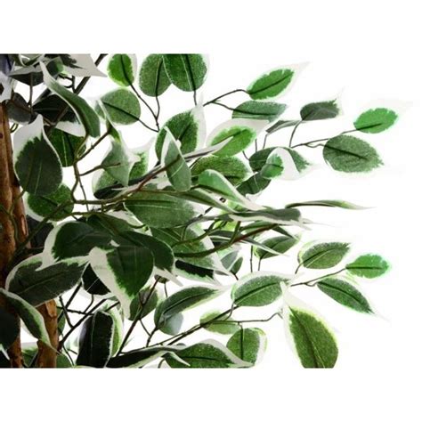 Quando si effettua il rinvaso, le radici che hanno assunto un'aria piuttosto intrigata, vanno separate con attenzione e delicatezza; Piante finte artificiali da arredo interno: Ficus Benjamin ...