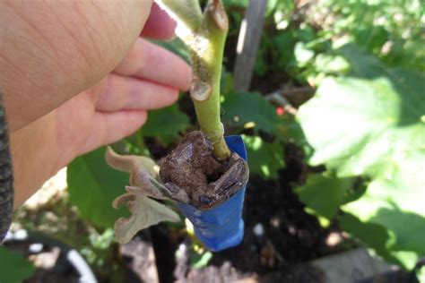 Eggplant Graft And Does Anyone Know A Solanum Plant That Lives Long