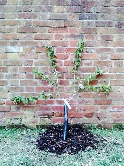 You can also grow trained trees along a trellis, to make an interesting partition in a larger garden. Fan - Sussex Fruit Trees