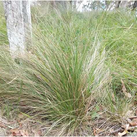 Buy Tussock Landscaping Grass Poa Labillardieri Native Seeds Mydeal