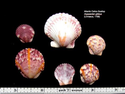 This coloring sheet height & width is. Florida Shell Identification