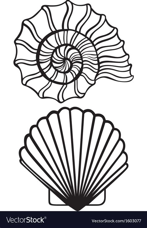 Sea Shells Royalty Free Vector Image Vectorstock
