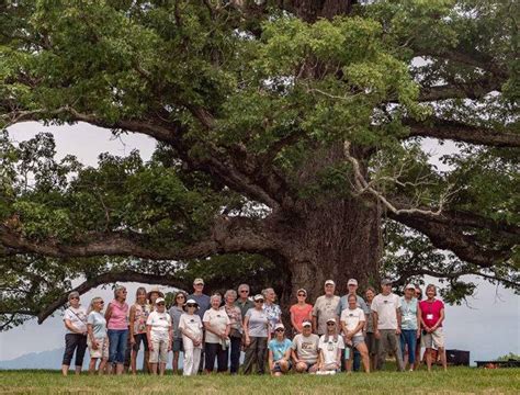 Cats Gather Under One Of Virginias Greatest Trees Charlottesville