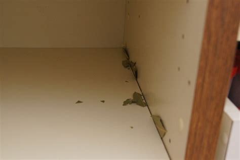 Empty the pantry and inspect its contents. Reorganising The Pantry and Getting Rid Of Pantry Moths ...