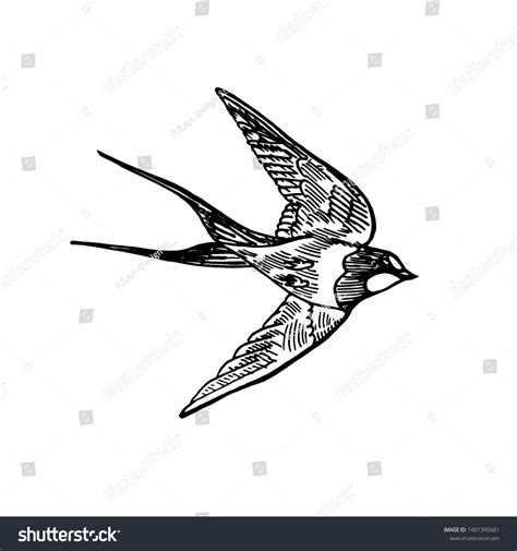 Royalty free clipart illustration of a happy toucan flying in color and outline. Swallow bird flying, hand drawn doodle sketch, isolated ...