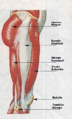 Maybe you would like to learn more about one of these? MUSCULOS DEL TÓRAX, LA PELVIS, MIEMBROS SUPERIOR E ...