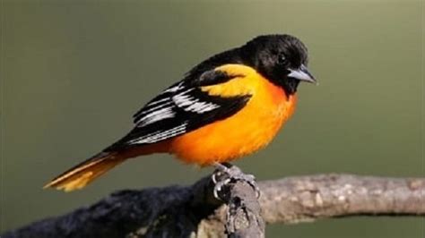 Baltimore Oriole Bird Habits Nesting Feeding Migration