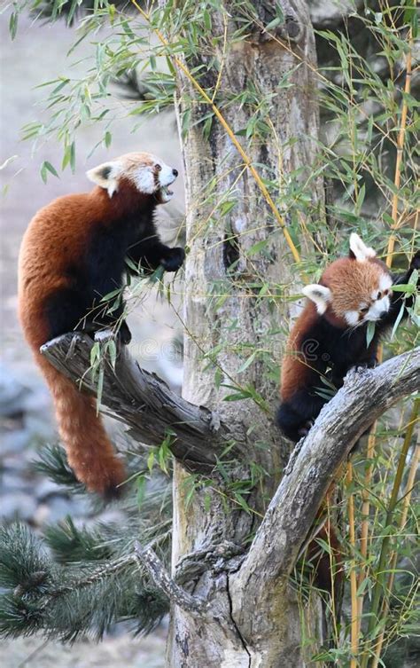 Two Red Pandas Eat Bamboo Stock Image Image Of China 266496319