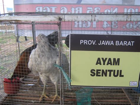 Ayam petelur terbagi atas beberapa jenis, yang membedakan dari beberapa jenis tersebut adalah kualitas ayam serta banyaknya jumlah produktifitas telur. INDRA JONI ILMU PETERNAKAN UIN SUSKA RIAU: JENIS-JENIS ...