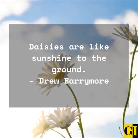 30 Happy And Positive Daisy Quotes And Sayings