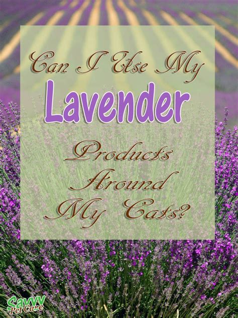 The bugs don't like it. Is Lavender Toxic to Cats? | Savvy Pet Care