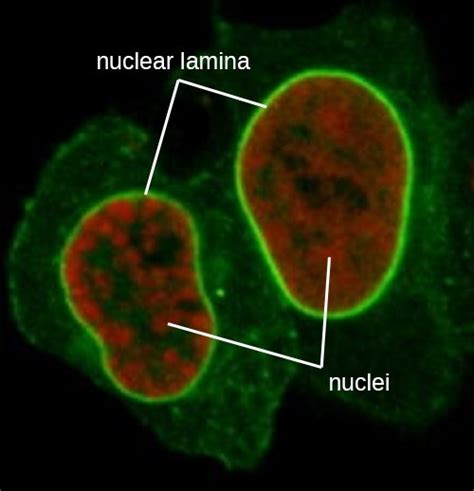 Check spelling or type a new query. Unique Characteristics of Eukaryotic Cells | Microbiology