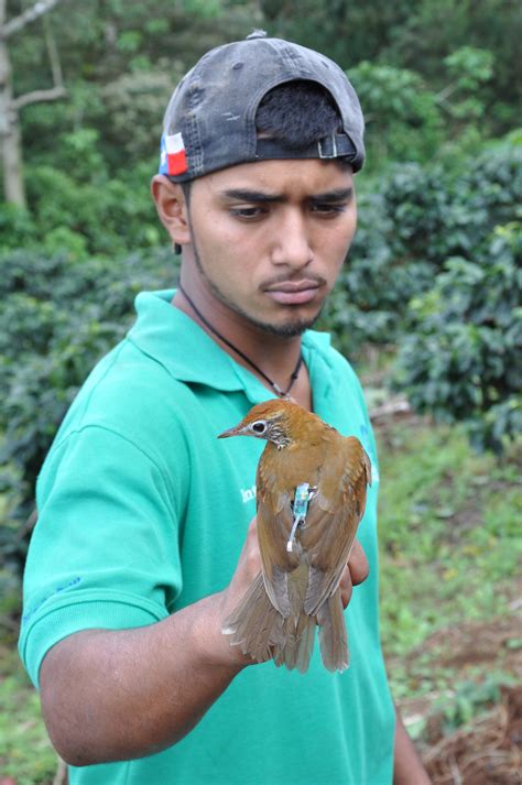 Nicaragua Bird Tagging Project Produces First Data Set Audubon North