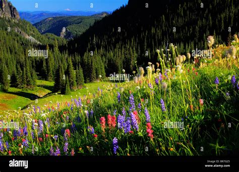Wildflowers In The Berkeley Park Area Of Mount Rainier National Park In