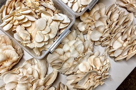 how to start growing mushrooms at home abc everyday