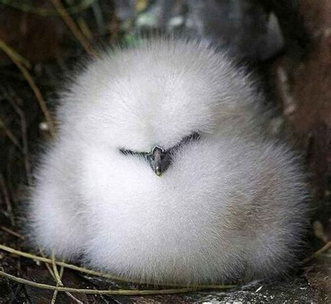 The 15 Most Fluffy And Cute Animals In The World Fluffy Animals Cute