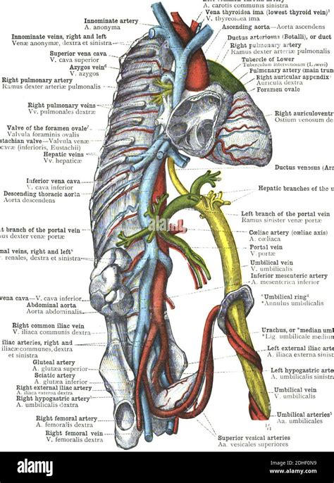 Las Ramas De La Anatomía De La Aorta Torácica Fotografía De Stock Alamy