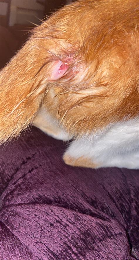 Open Sore On The Bottom Of My Cats Tail I Noticed It Today And She Has Been Licking It She Has