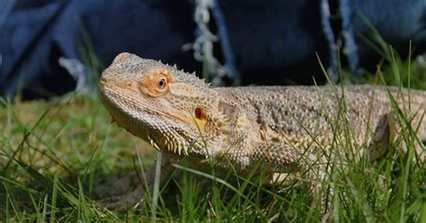 As long as you choose a species that doesn't require a very large tank, you can keep a reptile quite well in an apartment. 8 Best Lizard Pets If You Are the Scaly Type