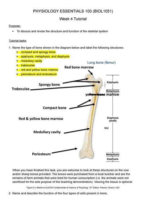 Compact Bone Diagram Pearson Bone Spongy And Compact Structure Of