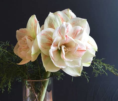 How To Use Amaryllis As Cut Flowers Longfield Gardens