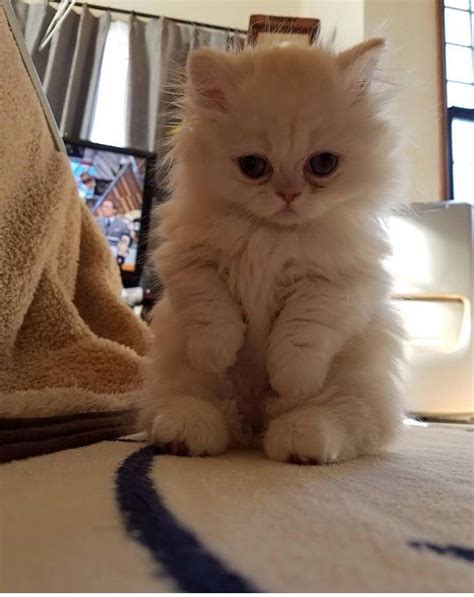Adorable Himalayan Kitten Pictures Ideas Most Affectionate Cat Breeds