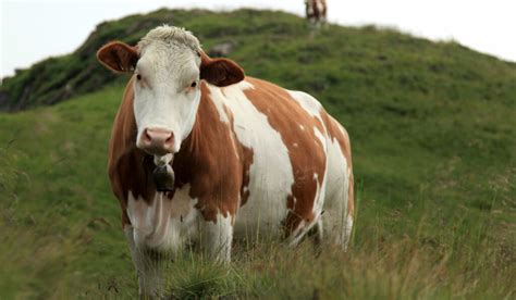 5 Best Dairy Cow Breeds - Farmhouse Guide