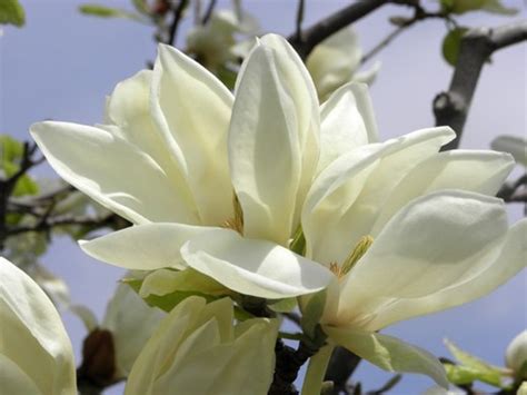 15 Types Of Magnolia Trees And Shrubs With Photos Dengarden