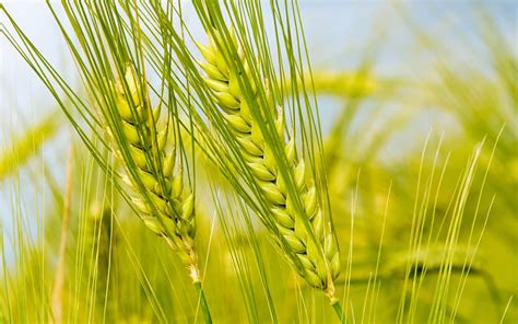 Stalks Of Wheat