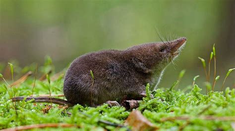 Мыши с длинным носом (землеройки): описание, среда ...