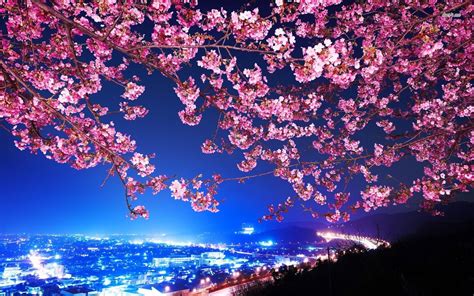 Sakura is what it's called in japanese. Pin by Ebs on paddle ideazzz | Cherry blossom wallpaper, Blossom trees