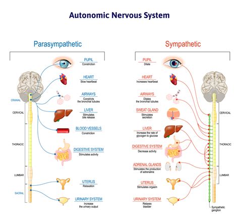 Yes Covid Affects The Nervous System And What To Do About It