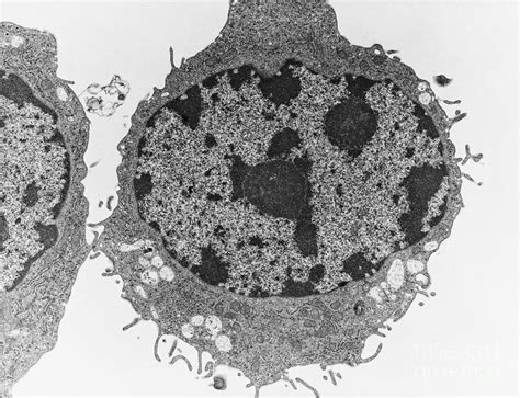 Typical Animal Cell Tem Photograph By David M Phillips Pixels