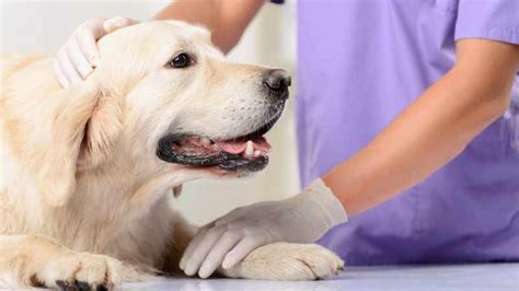 Amanzimtoti Vets Offer Free Rabies Vaccinations To Curb The Spread Of The Deadly Virus