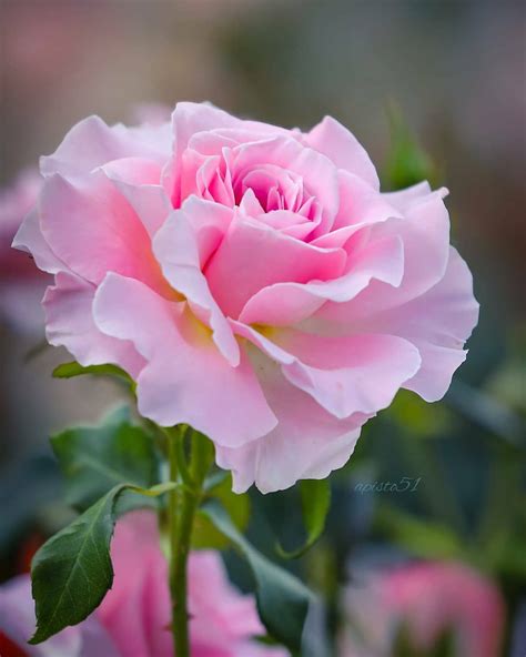 Healingroses 🥀🥀🥀🥀🥀🥀🥀🥀🥀🥀 🌟🎊 Beautiful Rose 🎊🌟 🥀🥀🥀🥀🥀🥀🥀🥀🥀🥀