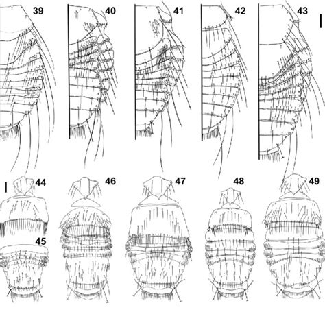 M Moriona N Sp 39 Female Metanotum And Abdominal Terga 44 45