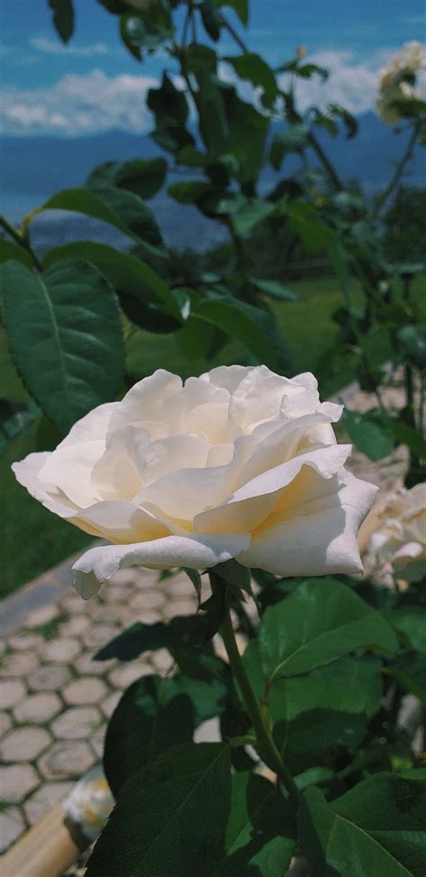 White Rose Wallpaper Mawar Putih Mawar Putih Fotografi Alam Fotografi