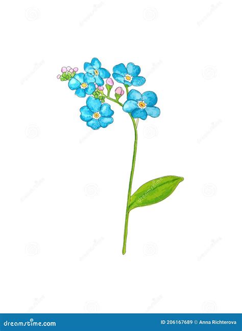 Forget Me Not Flower Isolated On White Background Blue And Pink Bloom