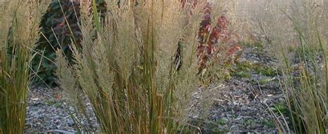 Calamagrostis Species Diamond Grass Fall Blooming Reed Grass Korean