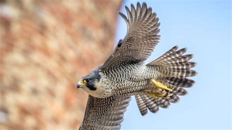 St Albans Cathedral Peregrines Three Chicks Hatch On Webcam Bbc News