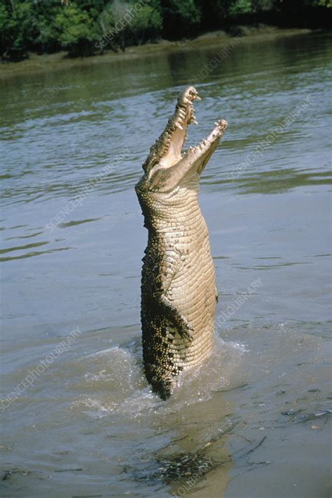 At the zoo, they eat small. Saltwater Crocodile - Stock Image - C017/5217 - Science ...