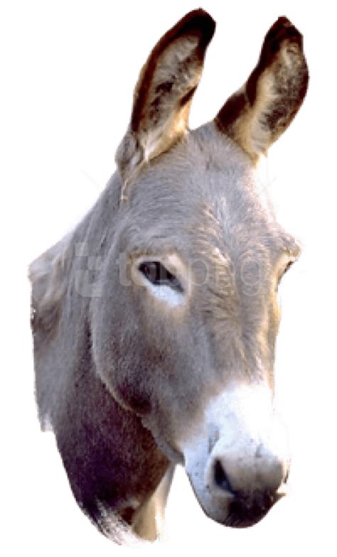Donkey Png Picture Png All