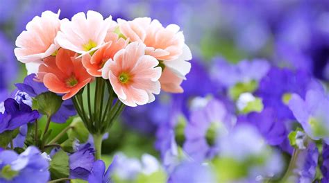 Free Download Desktop Wallpapers Flowers Sf Wallpaper 1280x800 For