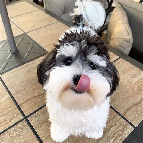 14 Pictures of Fluffy and Adorable Havanese Dogs | PetPress