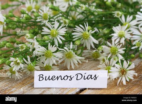 Buenos Dias Which Means Good Morning In Spanish Card With Chamomile