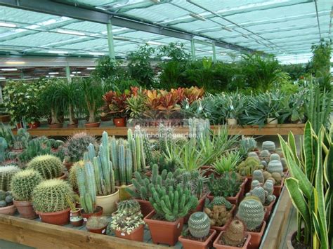 Trova una vasta selezione di piante da interno a prezzi vantaggiosi su ebay. Vendita piante da interno a Pistoia, Piante da appartamento a Pistoia | Greenhouse Garden Center ...