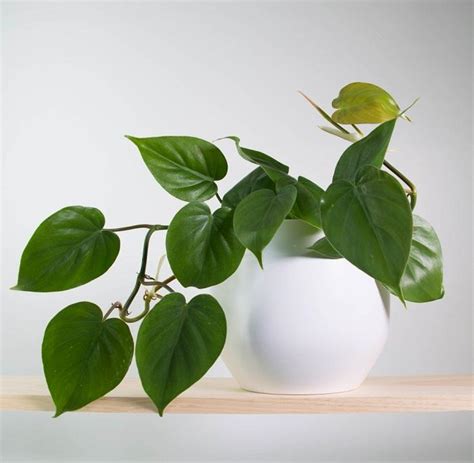 11 Best Indoor Vines And Climbers You Can Grow Easily In Your Home